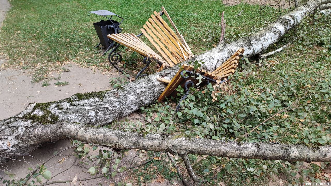 валежник в парке дерево упало