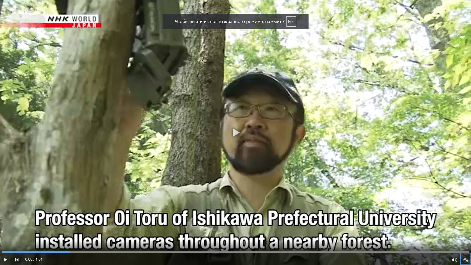 Цитата из видео «Cameras reveal secret behind increased bear sightings in Kanazawa, Japan» телеканала NHK