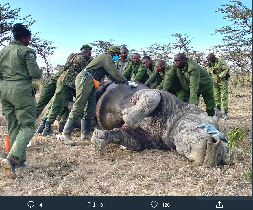 Кения. Раненый носорог