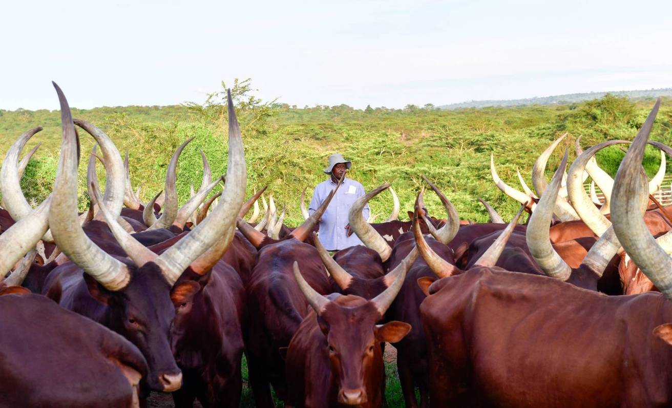 Президент Уганды на ферме в Кисози
