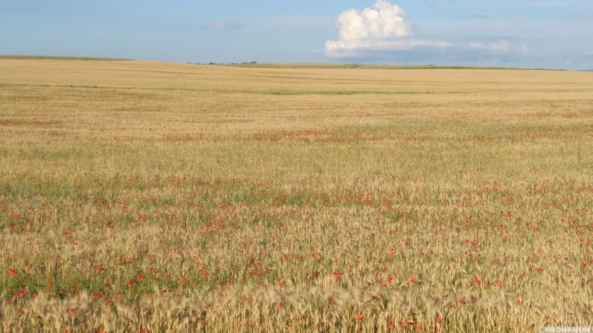 Пшеничное поле и маки. Крым