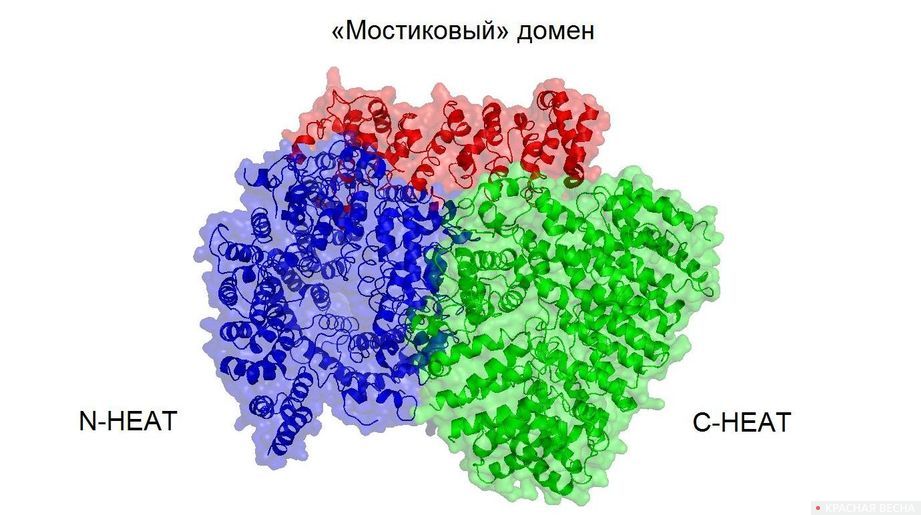 Структура белка хантингтина