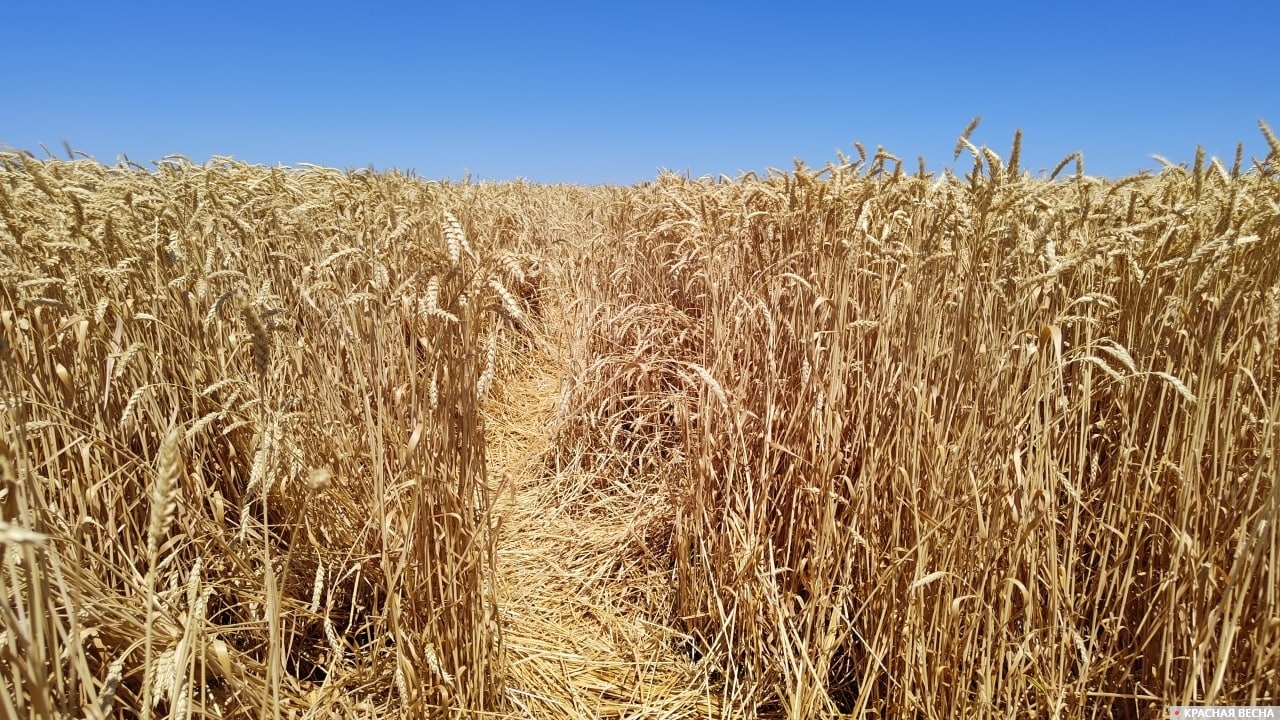 Глава минсельхоза Казахстана предупредил о низком урожае зерновых