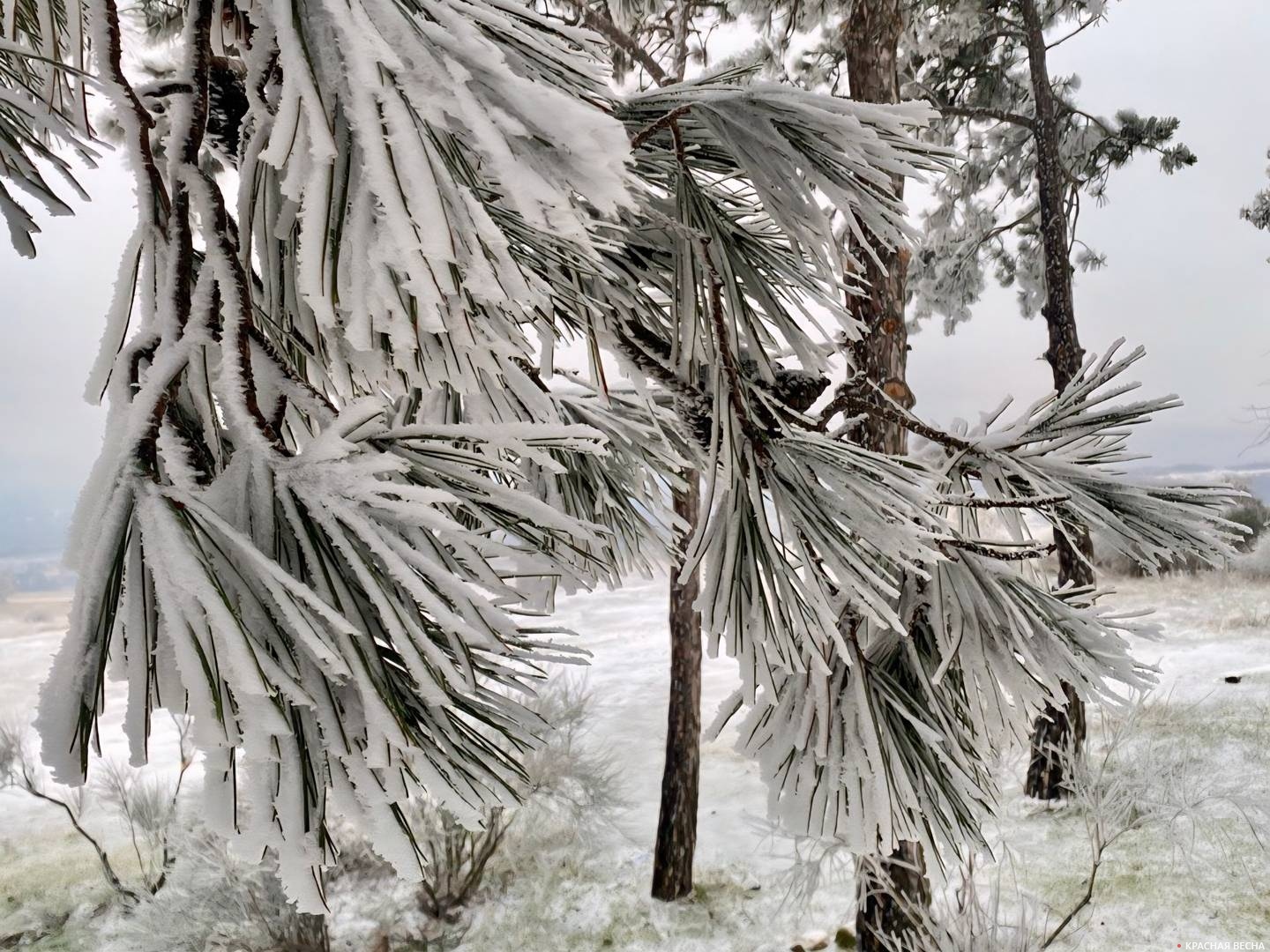 Пальмы в снегу. Мыс Ай-я. Крым 