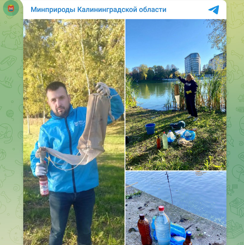 В Калининграде взяли пробы воды в водоемах, где погибли рыбы и птицы