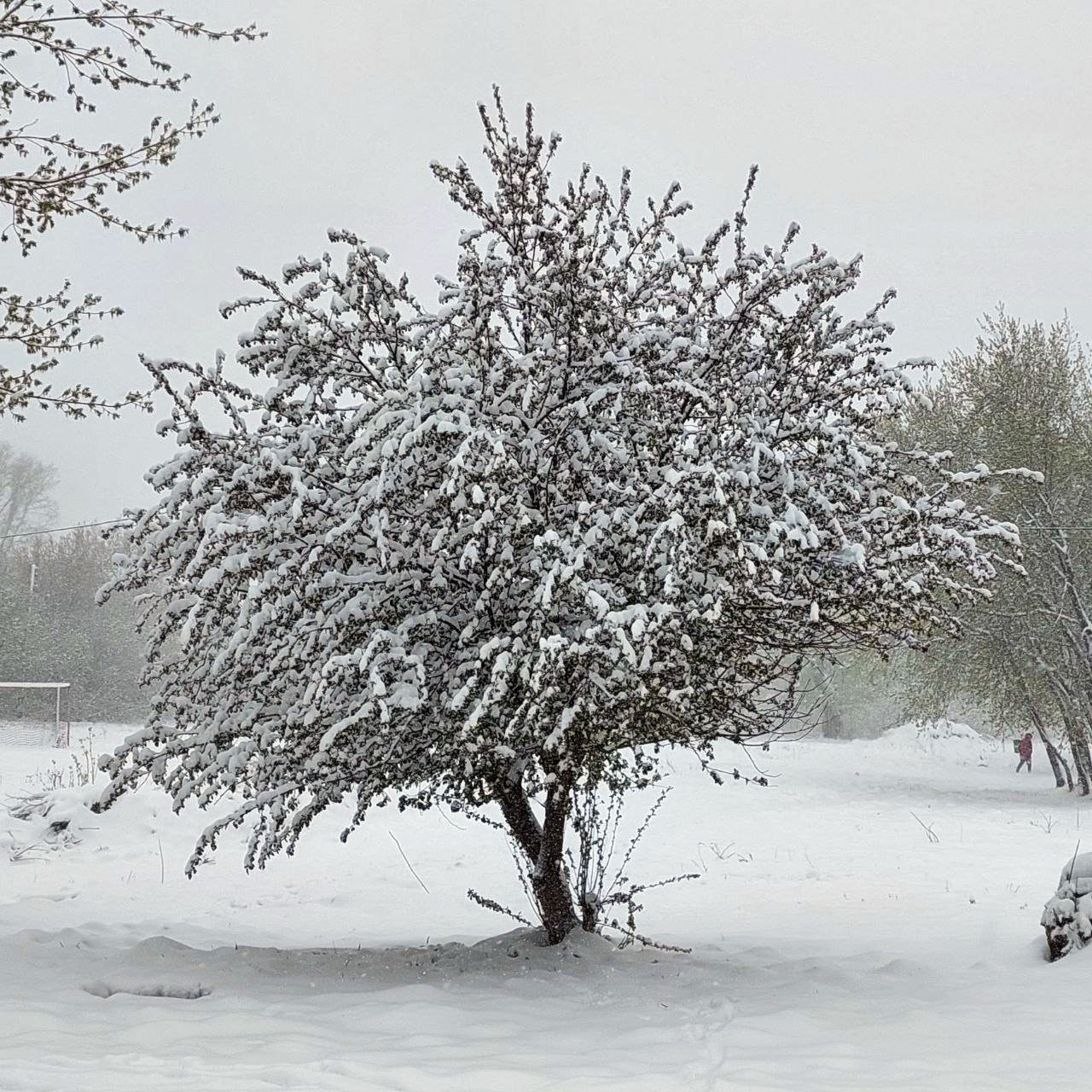 Яблоня под снегом. Свердловская область, 5 мая 2024 года