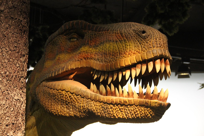 Голова тираннозавра рекса. Чжэцзянский музей естественной истории, Ханчжоу, Китай