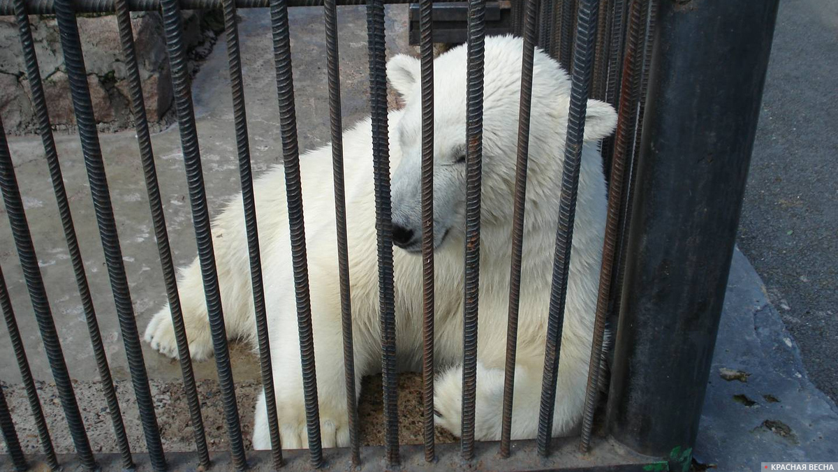 Белый медведь в зоопарке