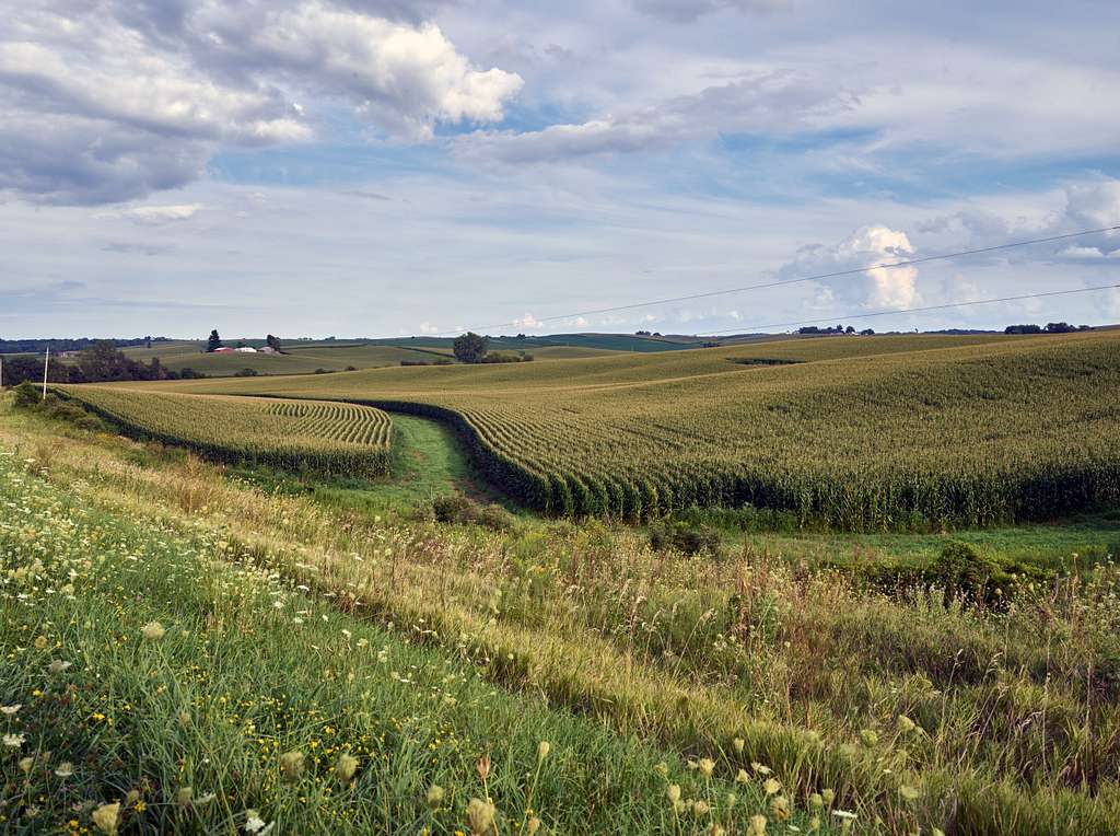 Кукурузные поля в Айове