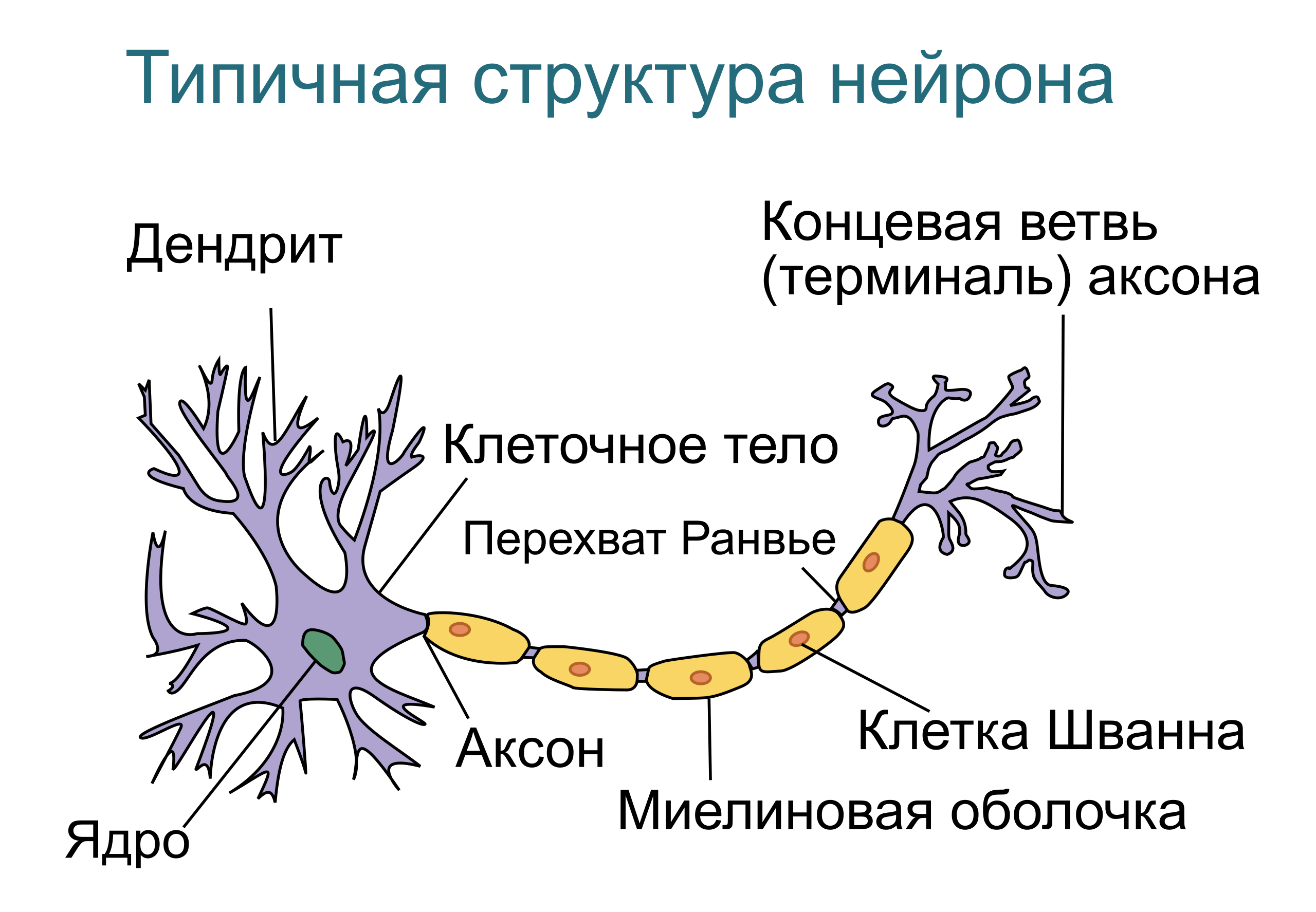 Схема нейрона