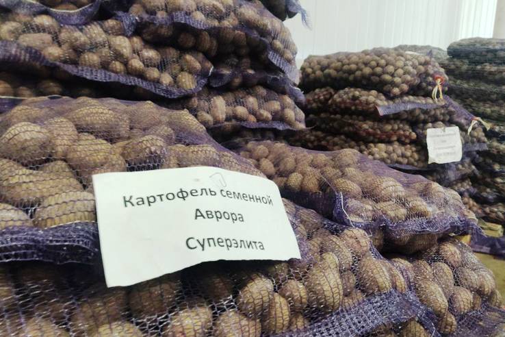 Ленинградская область обеспечивает Россию семенным картофелем