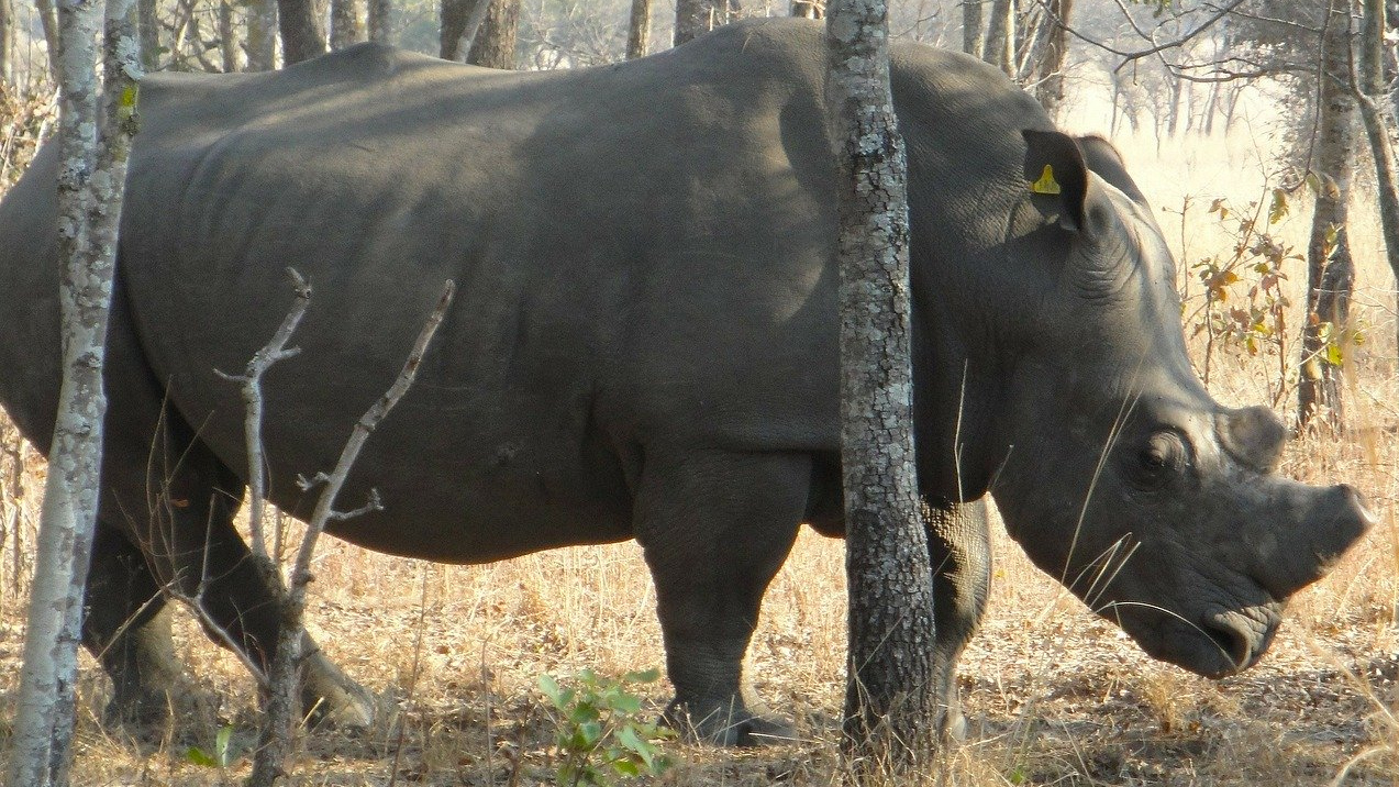 Обезроженный носорог