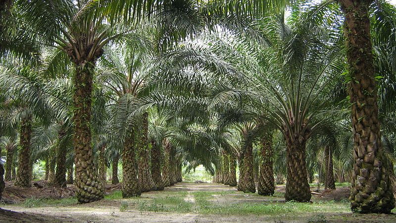Масличные пальмы. Малайзия