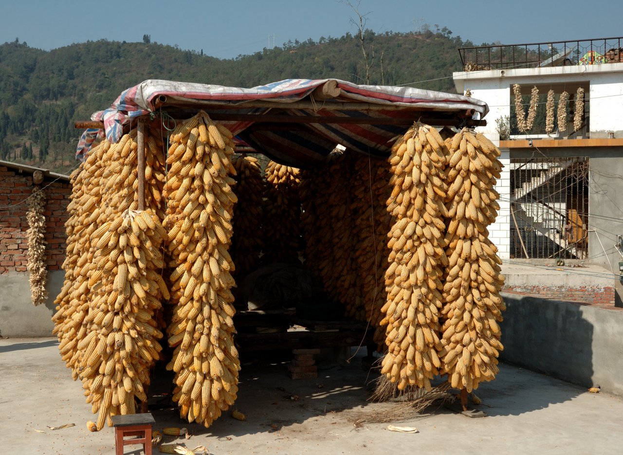 Початки кукурузы хранятся традиционным способом в провинции Юньнань