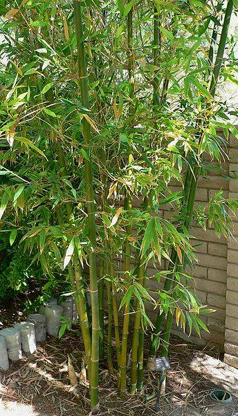 Bambusa oldhamii form