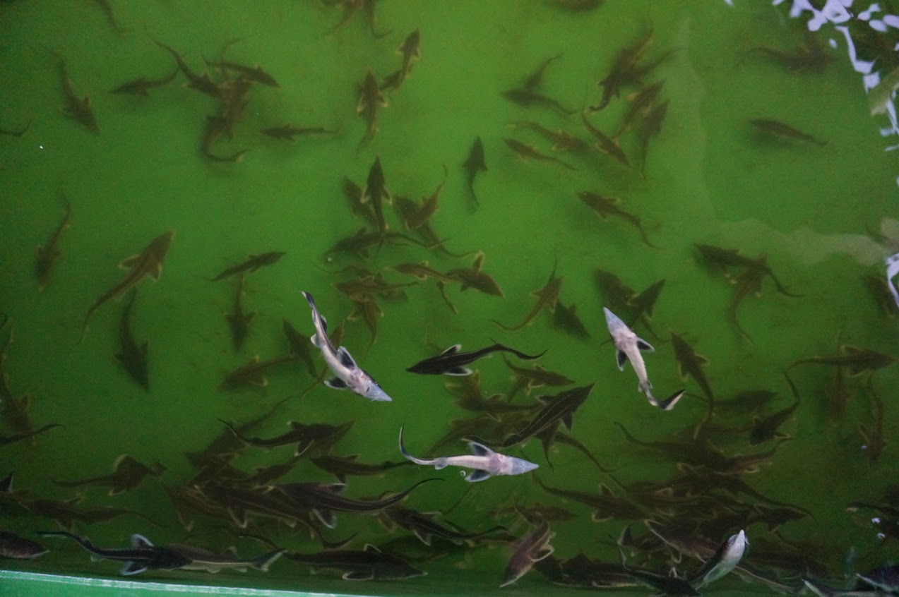Подрощенная молодь стерляди на плавучем рыбоводном заводе