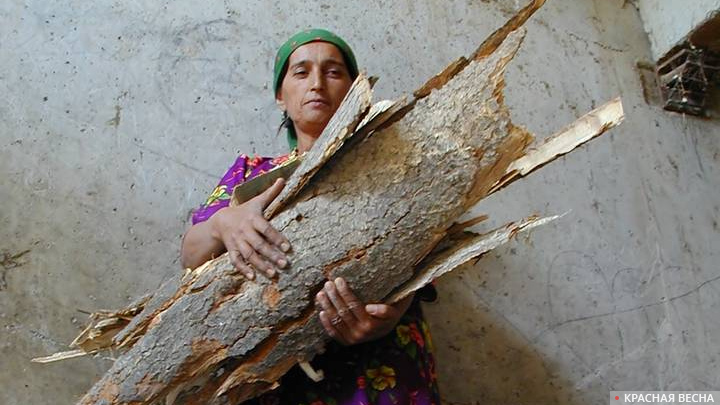 Женщина с дровами. Худжанская область, Таджикистан