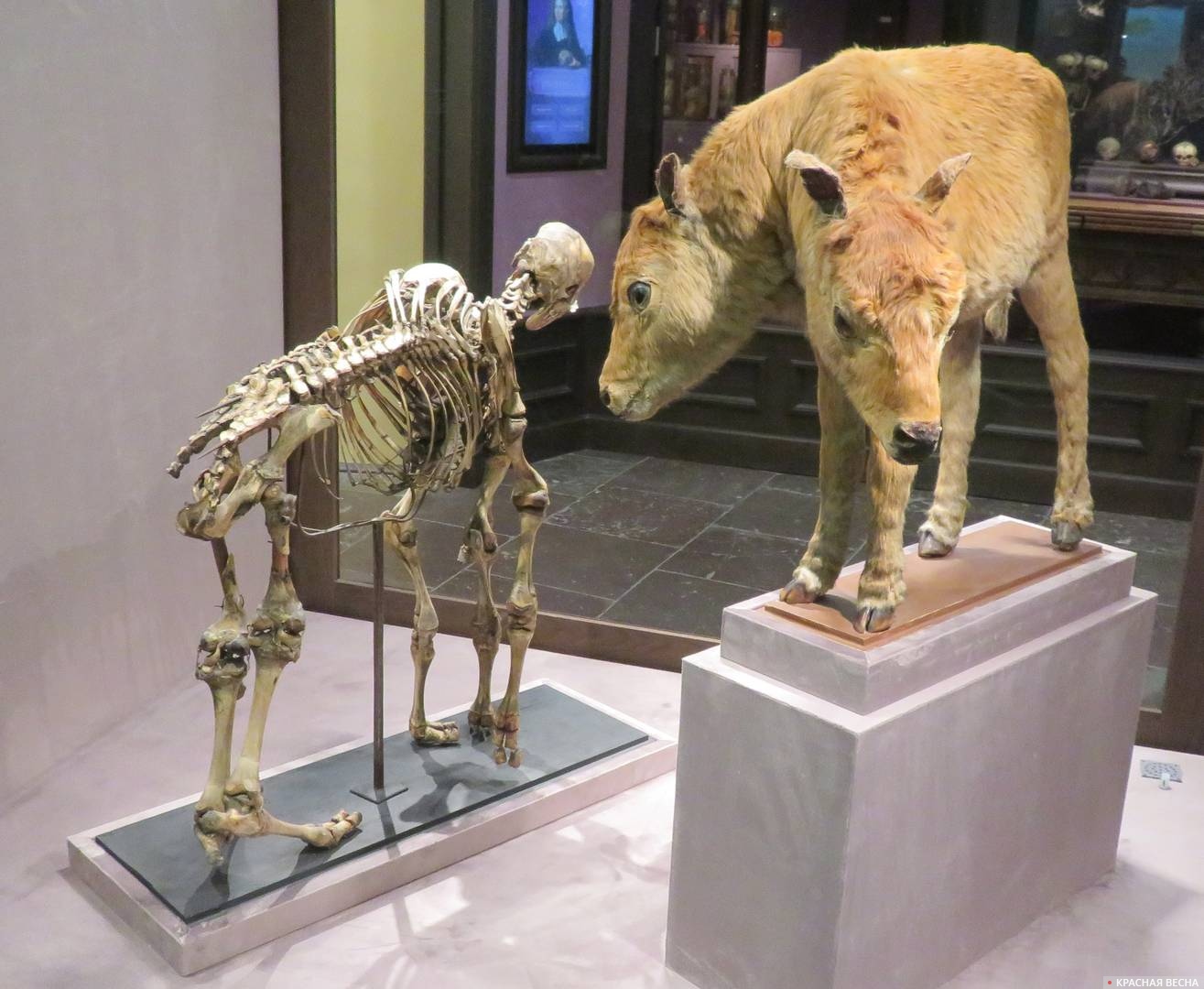 Скелет двухголового теленка с четырьмя передними и двумя задними конечностями. Чучело двухголового теленка.