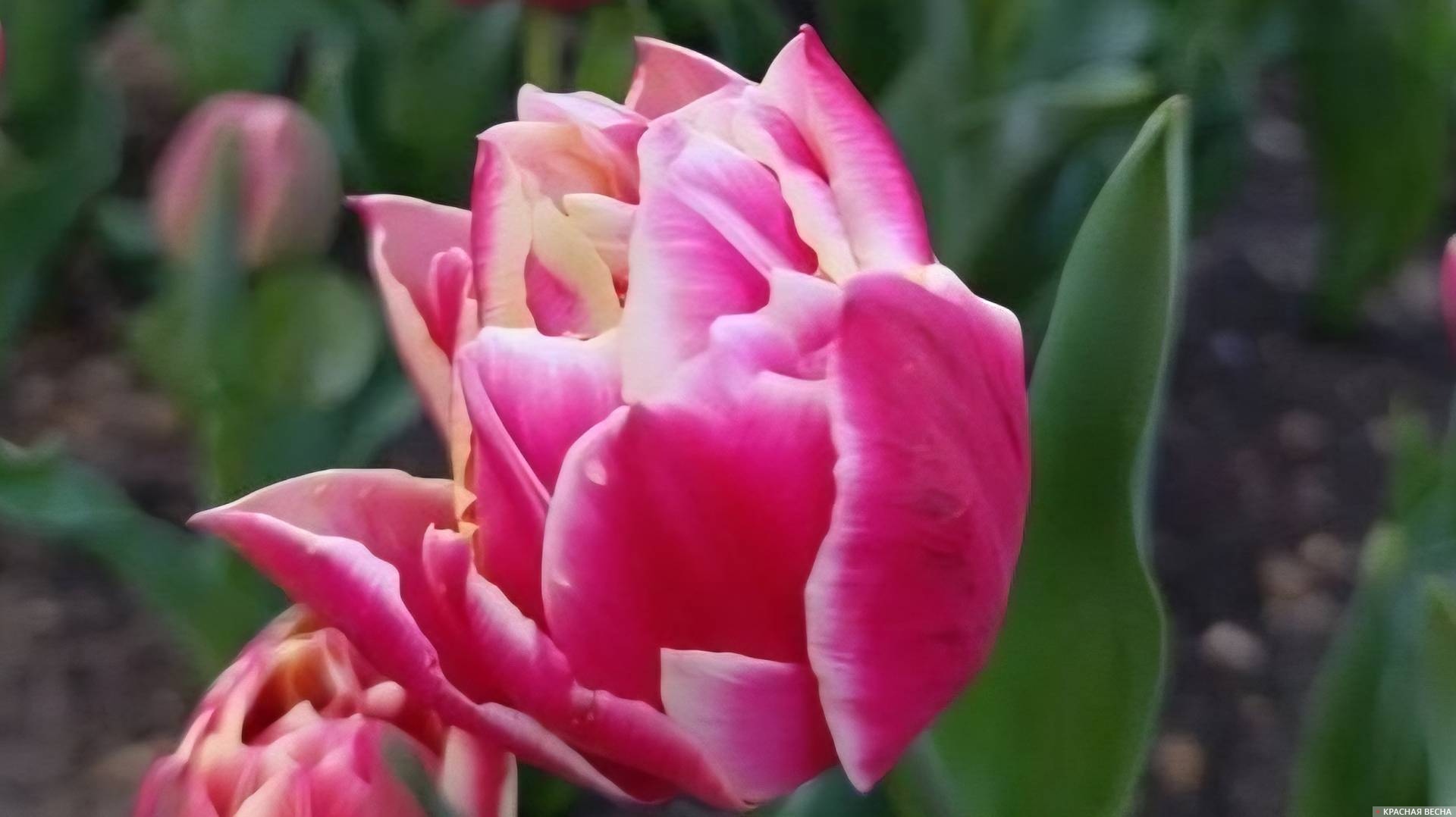 Тюльпаны в Севастополе 