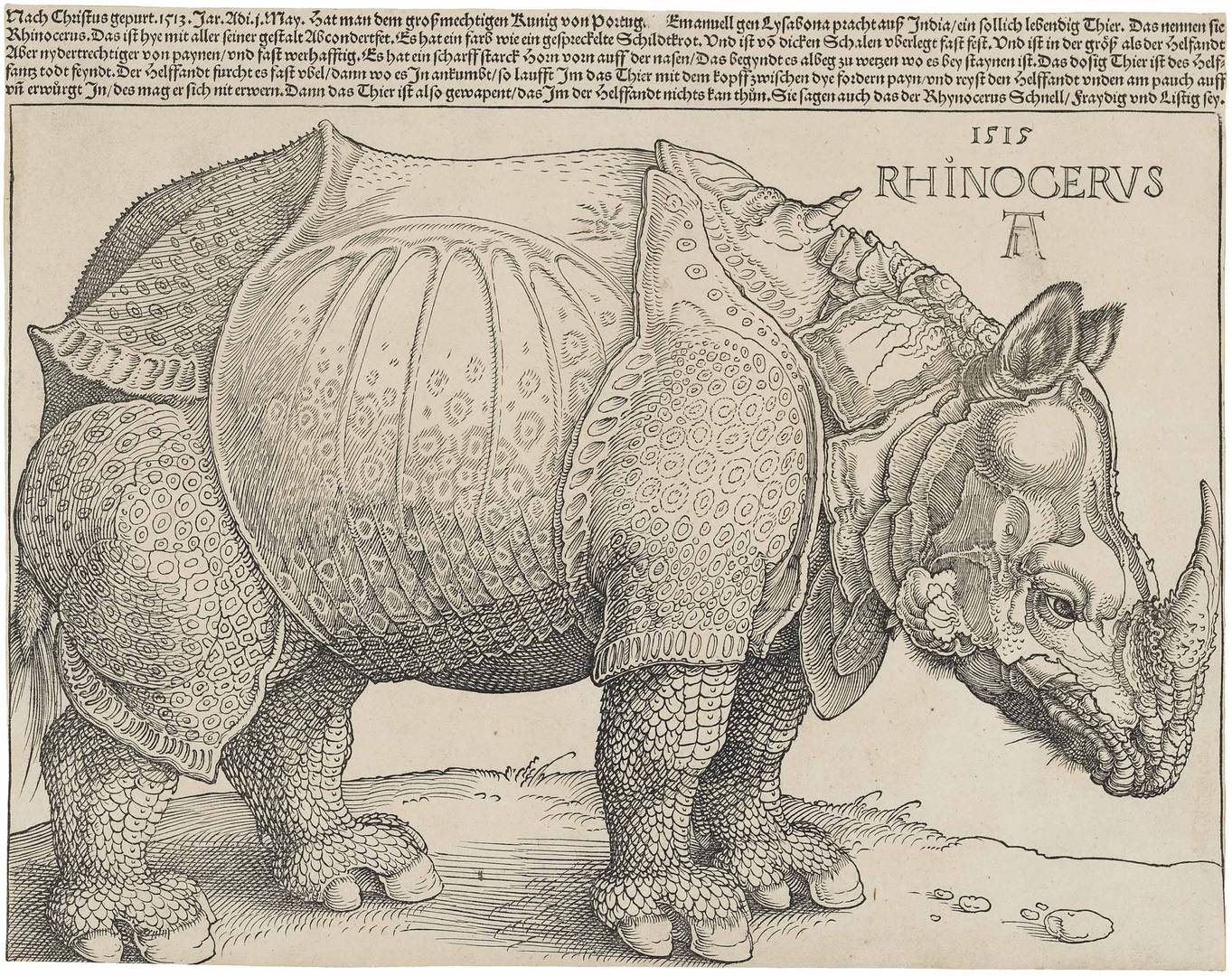 Альбрехт Дюрер. Носорог. 1515