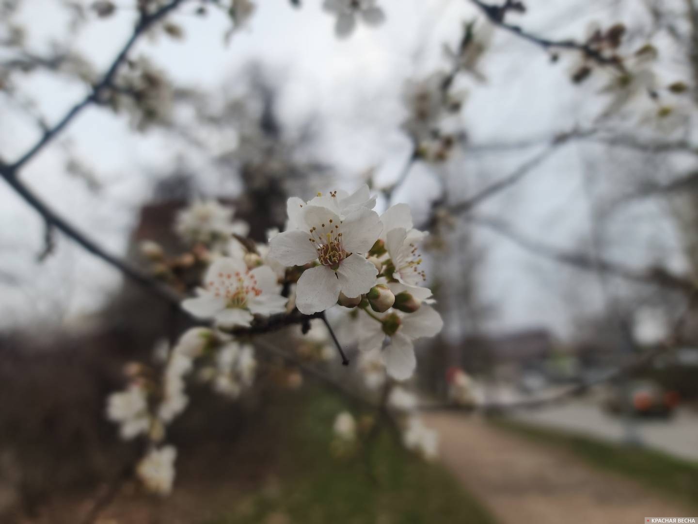 Цветущая вишня 