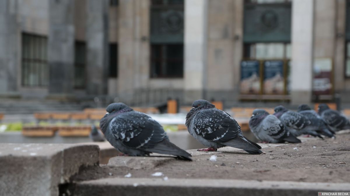 2020 Москва коронавирус социальная дистанция у голубей