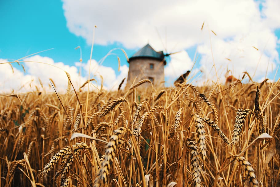 Пшеница и мельница