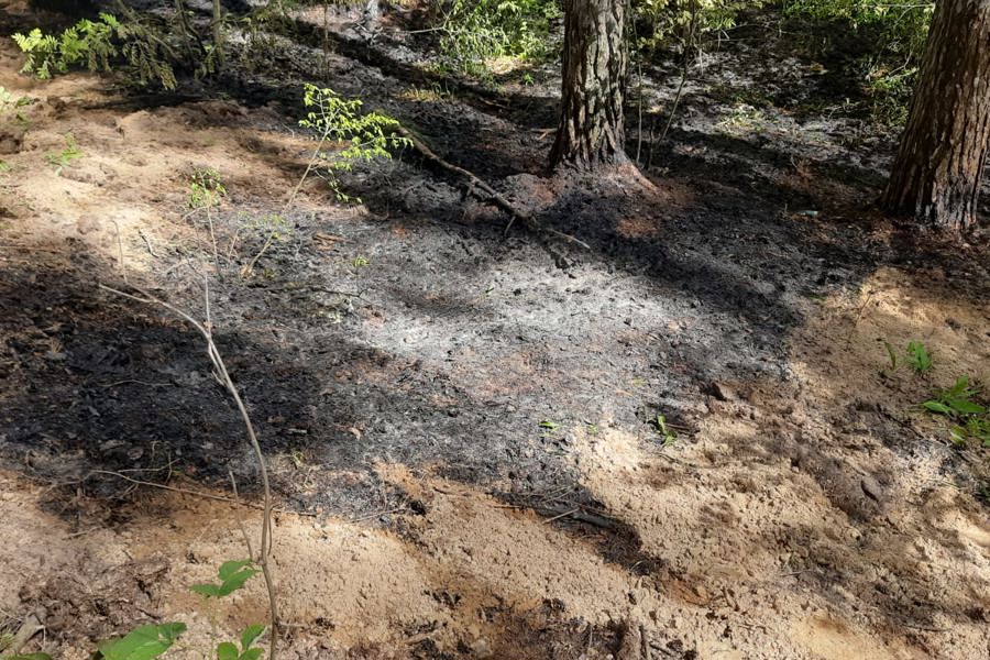 Лесной пожар в Чувашии