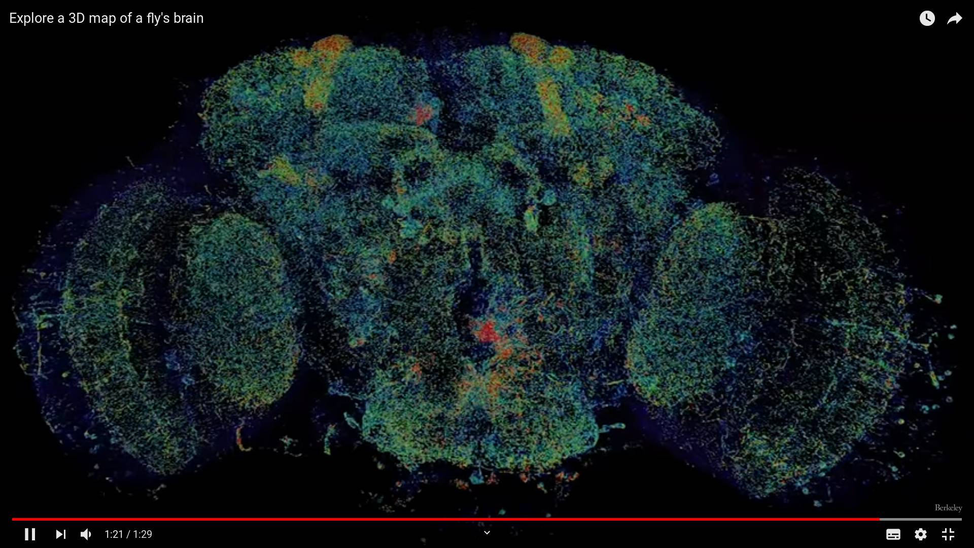 Цитата из видео «Explore a 3D map of a fly’s brain» пользователя UC Berkeley.