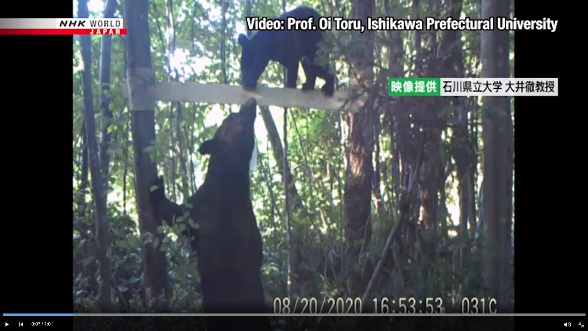Цитата из видео «Cameras reveal secret behind increased bear sightings in Kanazawa, Japan» телеканала NHK