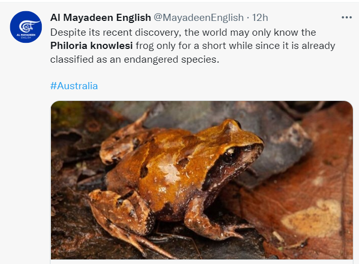 Горная лягушка Philoria knowlesi. Скриншот пользователя Twitter https://twitter.com/MayadeenEnglish