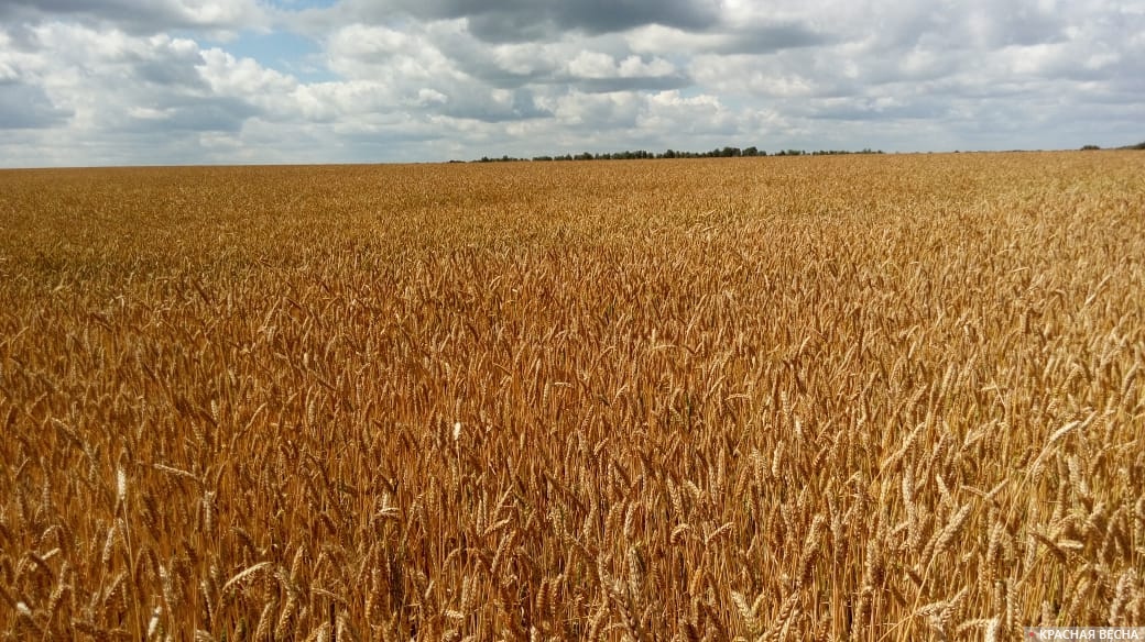 Хроший урожай пшеницы