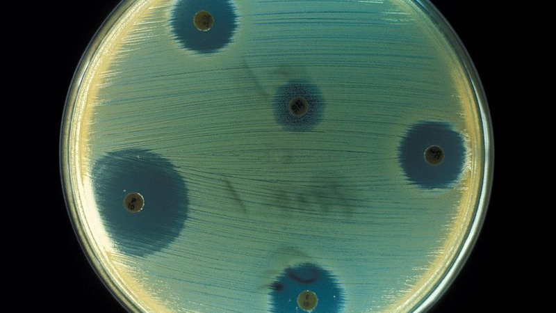 Тест на чувствительность бактерий к разным антибиотикам