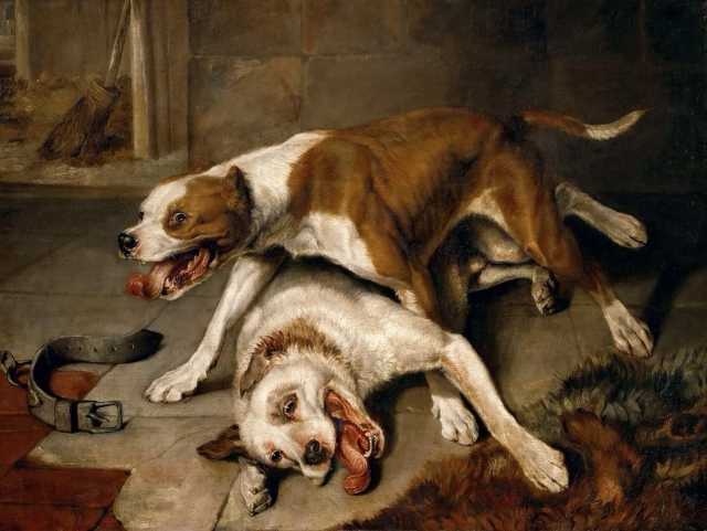 Эдвин Генри Ландсир. Бойцовские собаки. 1839