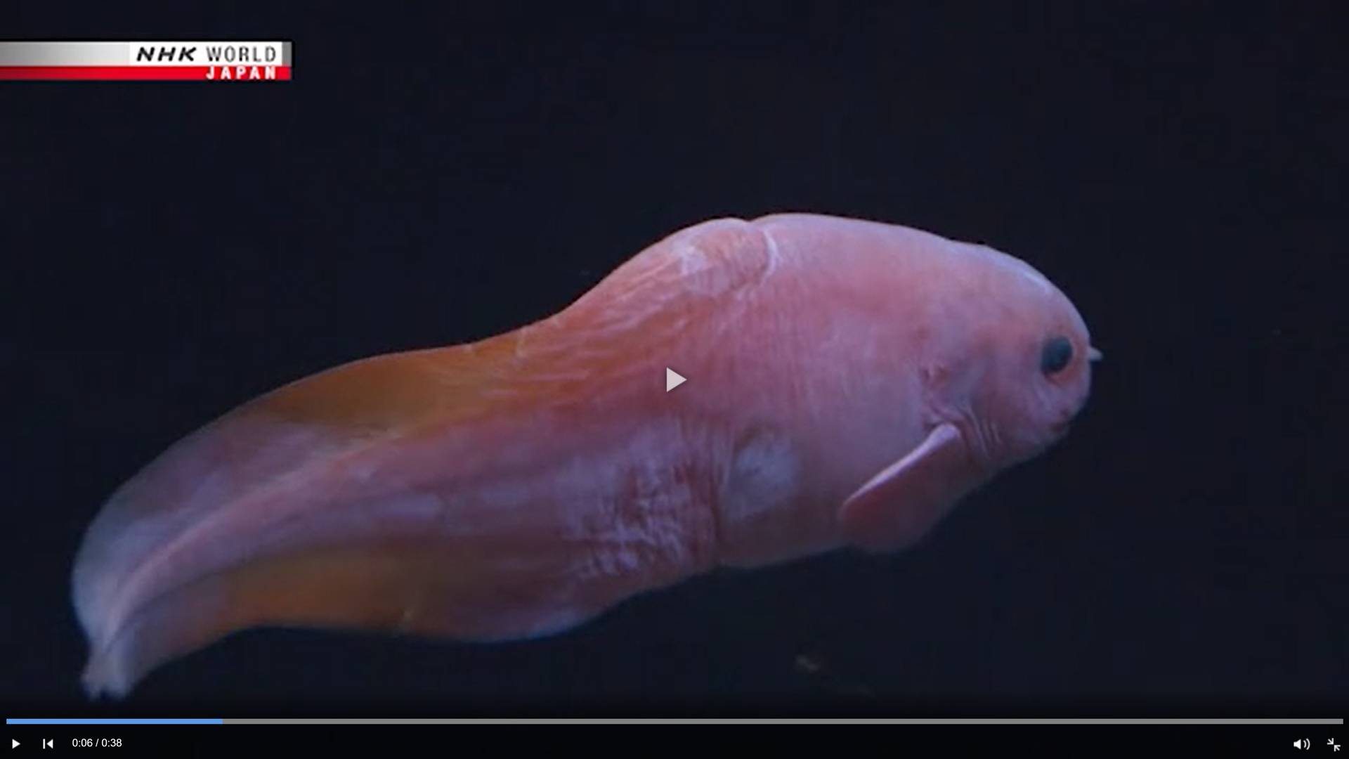 Цитата из видео «Raccoon snailfish makes its debut» телеканала NHK