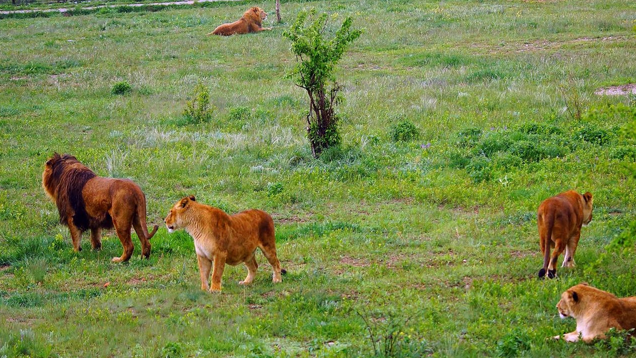 Львы в сафари-парке Тайган