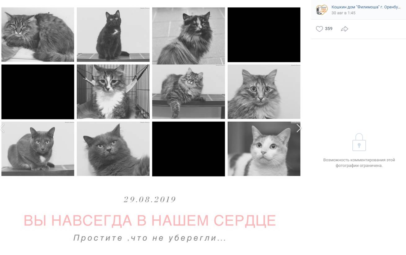 Приют для животных Кошкин дом Филимоша, г. Оренбург