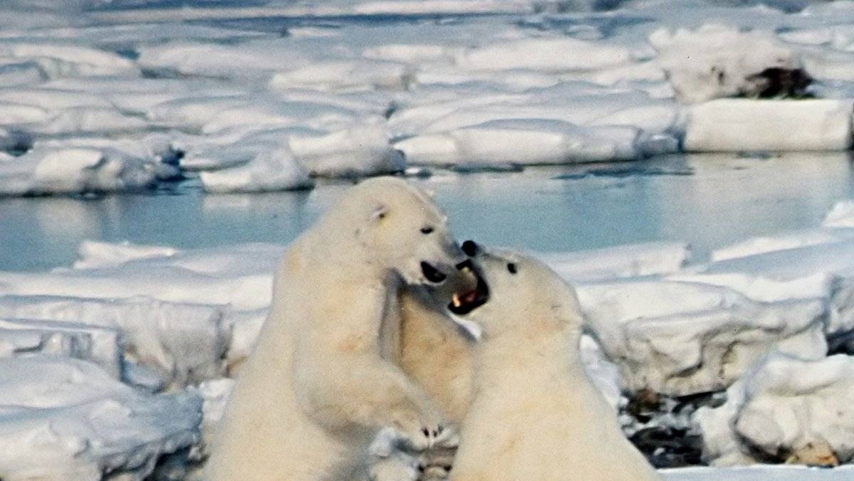 На «Медвежьих островах» в Якутии пересчитали белых медведей | ИА Красная  Весна