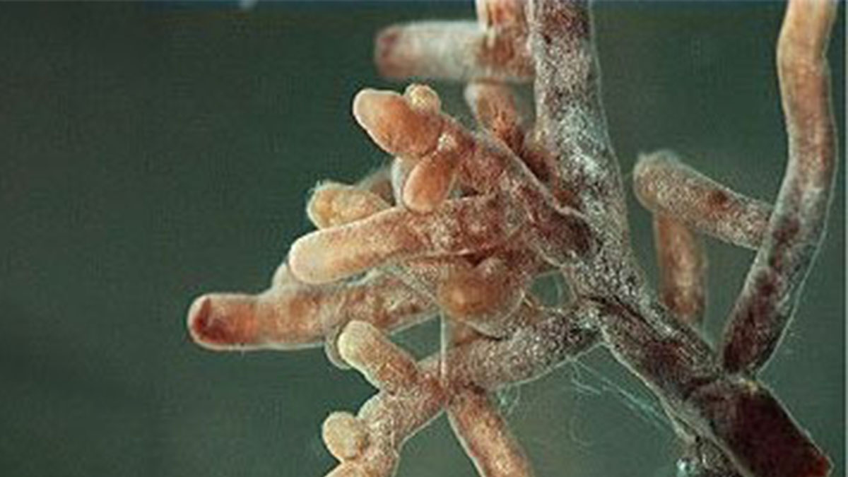 Эктомикориза, образованная мицелием мухомора