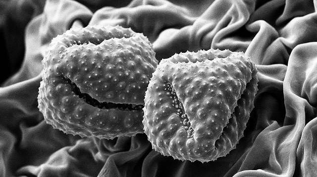 Пыльцевые зерна (электронная микрофотография)