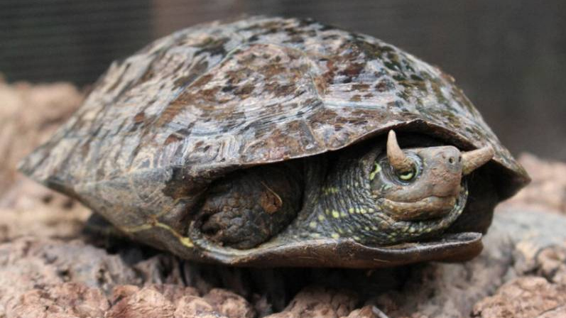 Китайская черепаха из пруда с парой «рогов» на веках. Кавадзу, префектура Сидзуока