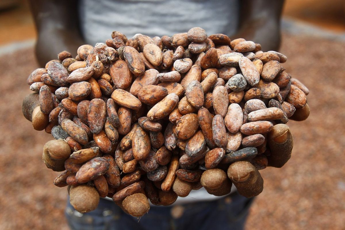 Какао — бобы