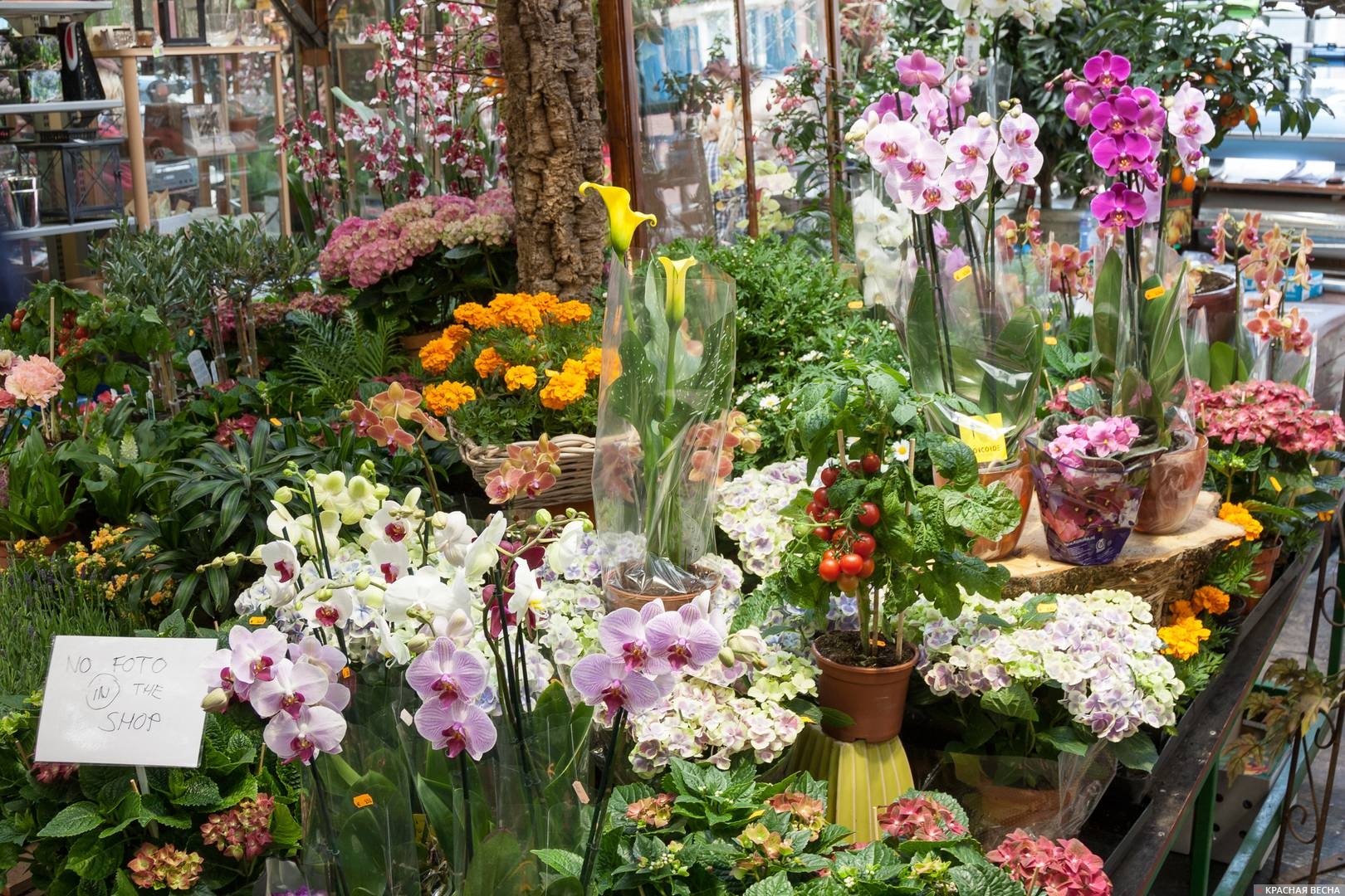 Цветочный магазин, Амстердам, Нидерланды