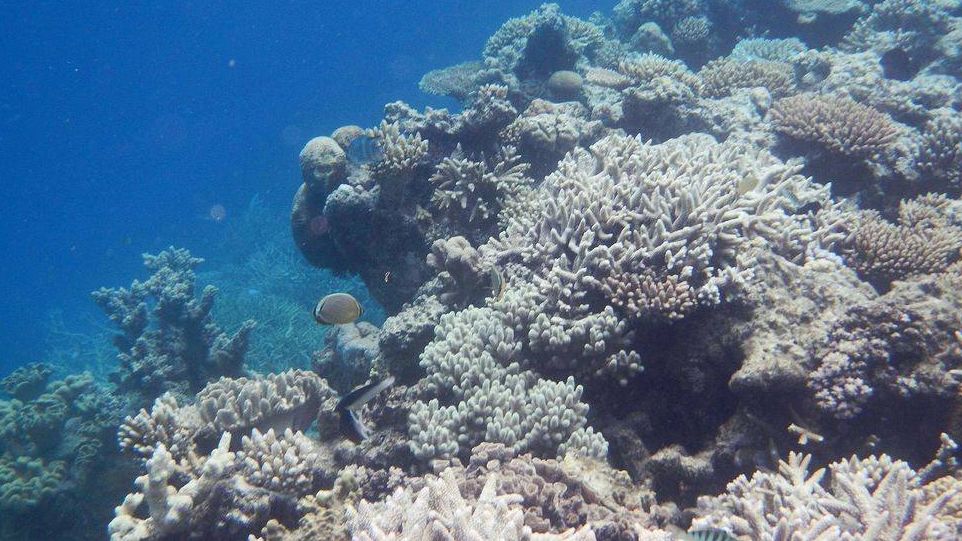 Ученые раскрыли историю климата Большого Барьерного рифа за 8000 лет