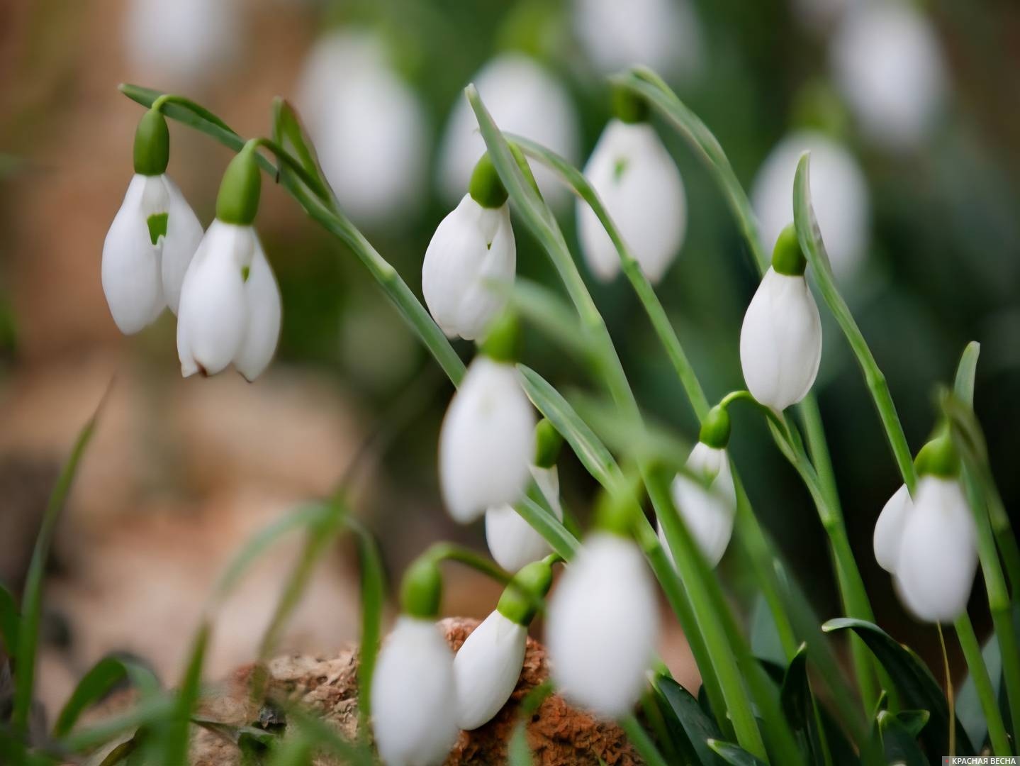 Подснежники в Крыму 