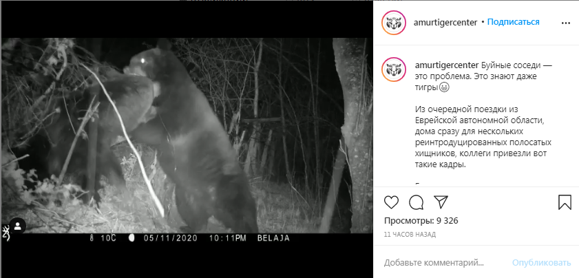 Скриншот видеозаписи центра «Амурский тигр»