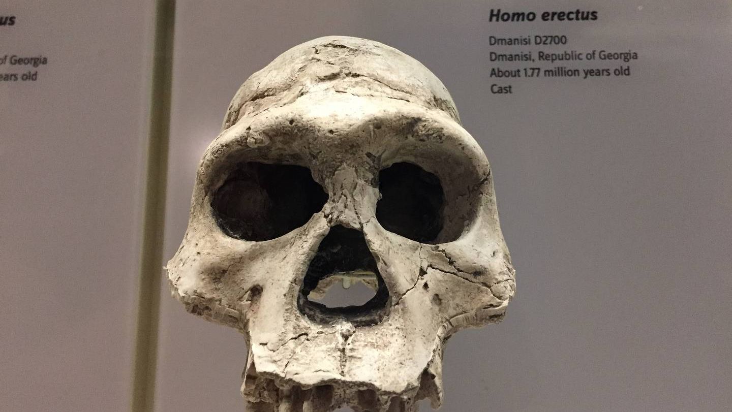 Череп homo erectus