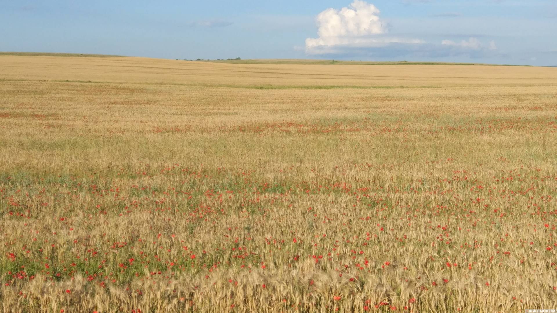 Пшеничное поле и маки