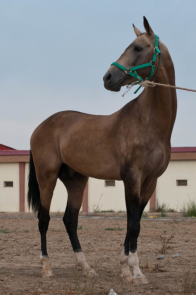 Конь ахалтекинской породы