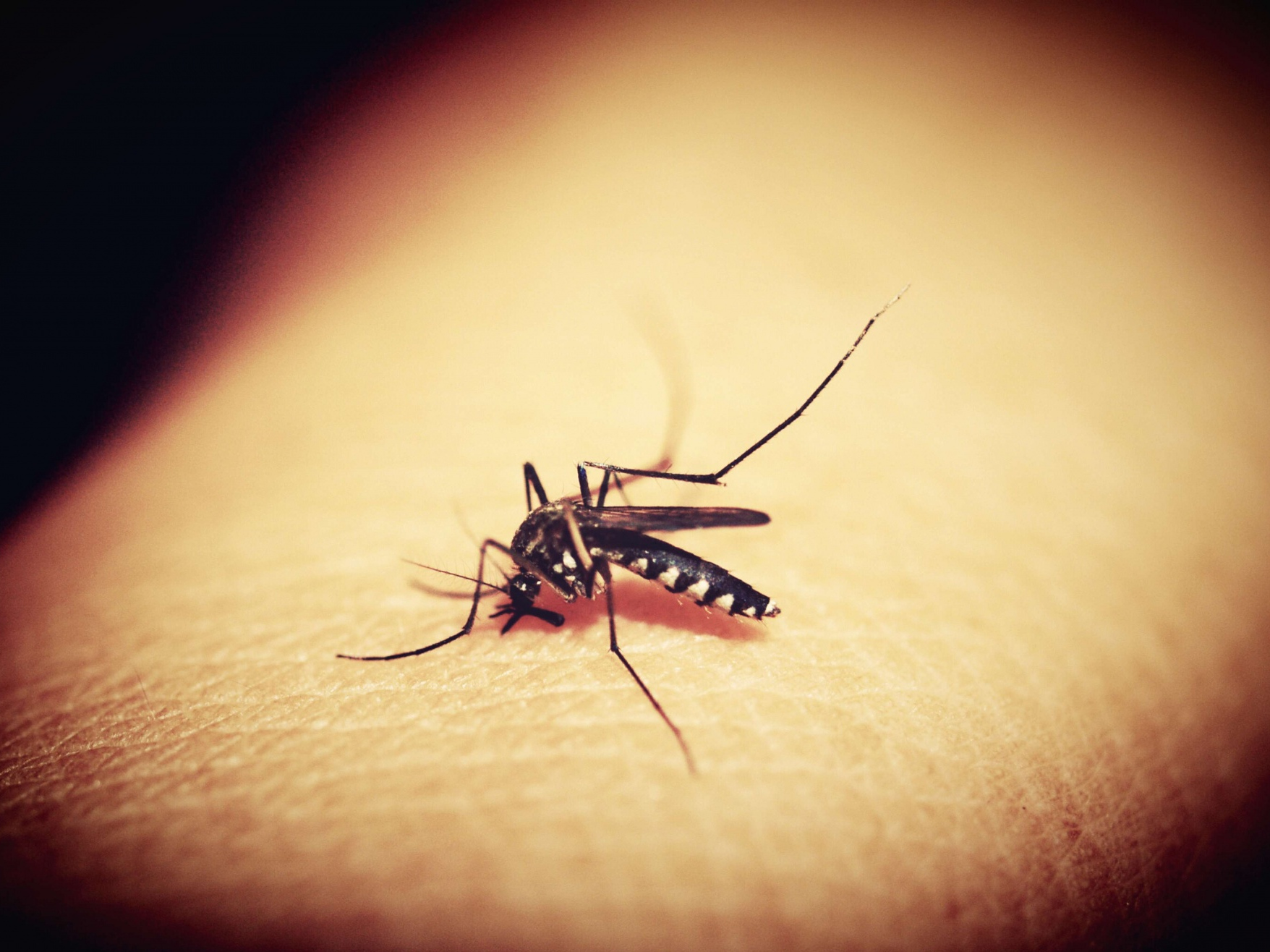 Комар, укус, лихорадка денге.
